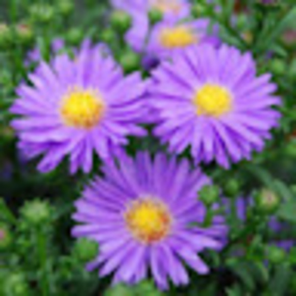 Meet your Posher, Tammy - Picture 1 of 1